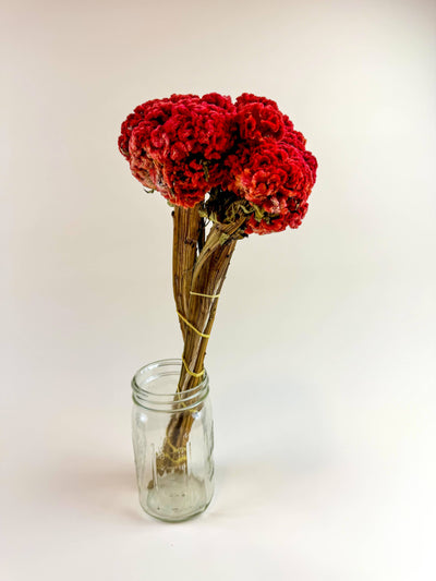 
                    
                      Vibrant red Coxcomb (celosia) dried flowers, bundled stems tied with yellow band, displayed upright in a clear glass jar.
                    
                  