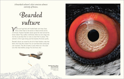 
                    
                      An Anthology of Exquisite Birds children's book, page spread showing a bearded vulture's intense orange-red eye close-up,…
                    
                  
