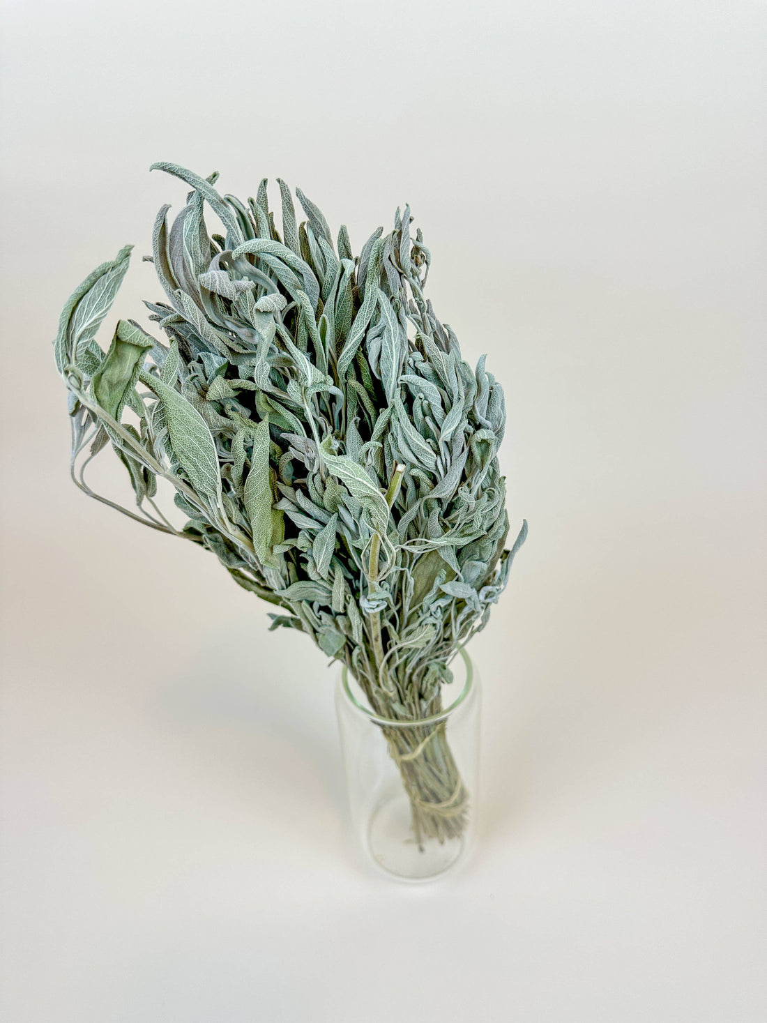 Sage Gray-Green dried botanical filler, bundled in clear glass vase, highlighting fuzzy gray-green leaf texture and tied…