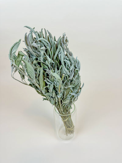 
                    
                      Sage Gray-Green dried botanical filler, bundled in clear glass vase, highlighting fuzzy gray-green leaf texture and tied…
                    
                  