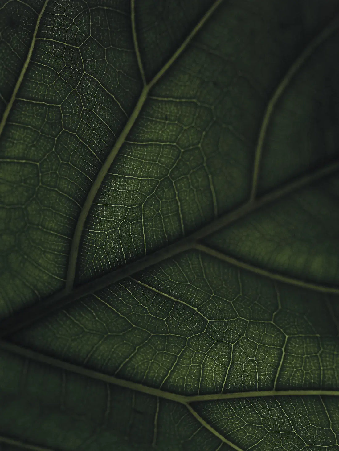 Green Home Book, close-up detail of deep green leaf showing intricate vein texture
