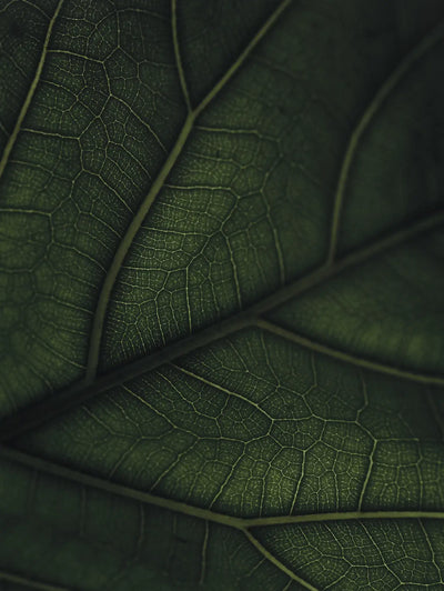 
                    
                      Green Home Book, close-up detail of deep green leaf showing intricate vein texture
                    
                  