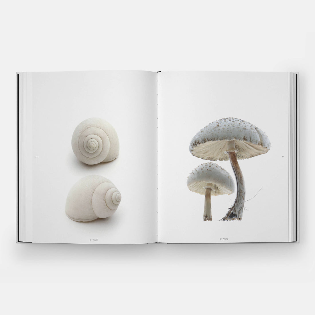 STILL: The Art of Noticing hardcover book, open to a spread displaying white snail shells and grey mushrooms on white pages.