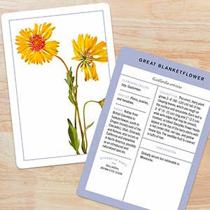 
                    
                      Wildflower ID Flashcards, laminated paper cards, angled flat lay showing yellow wildflower illustration on white and reverse…
                    
                  