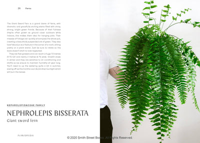 
                    
                      Plantopedia book, open spread showcasing a vibrant green Giant Sword Fern plant, with descriptive text on Nephrolepis…
                    
                  