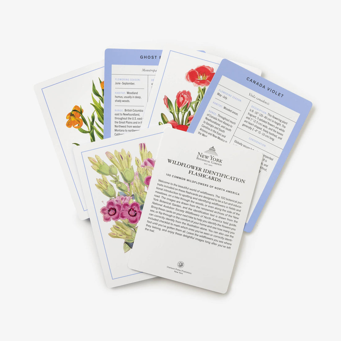 New York Botanical Garden Wildflower ID Flashcards, laminated paper, fanned-out view with 'Canada Violet' card and intro…