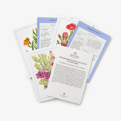 
                    
                      New York Botanical Garden Wildflower ID Flashcards, laminated paper, fanned-out view with 'Canada Violet' card and intro…
                    
                  
