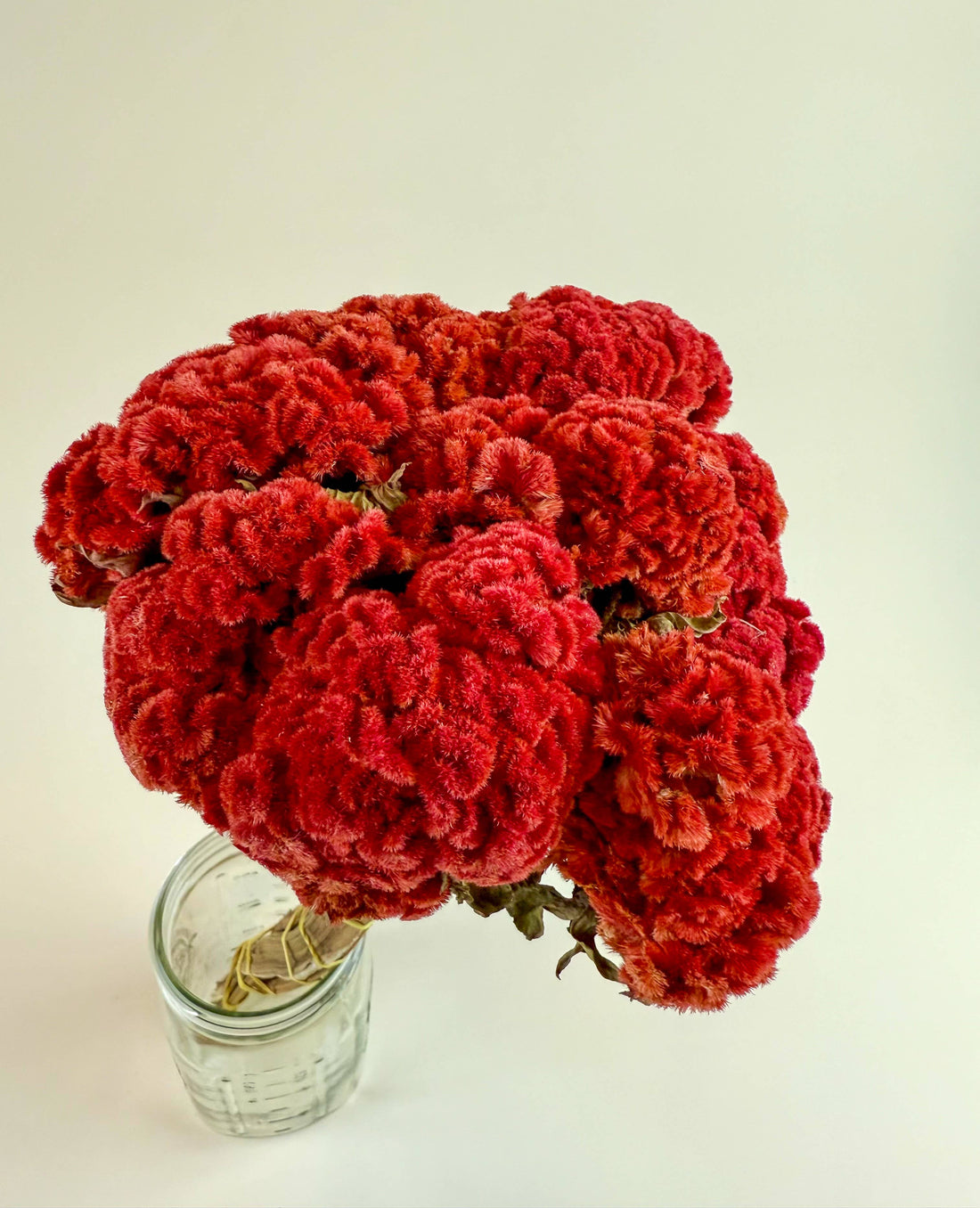 Red naturally dried celosia coxcomb flower bouquet in a clear glass jar, close-up side view highlighting ruffled texture.