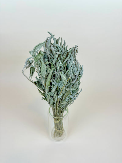
                    
                      Gray-green naturally dried sage filler bundle, tied with twine, standing upright in a clear glass vase.
                    
                  