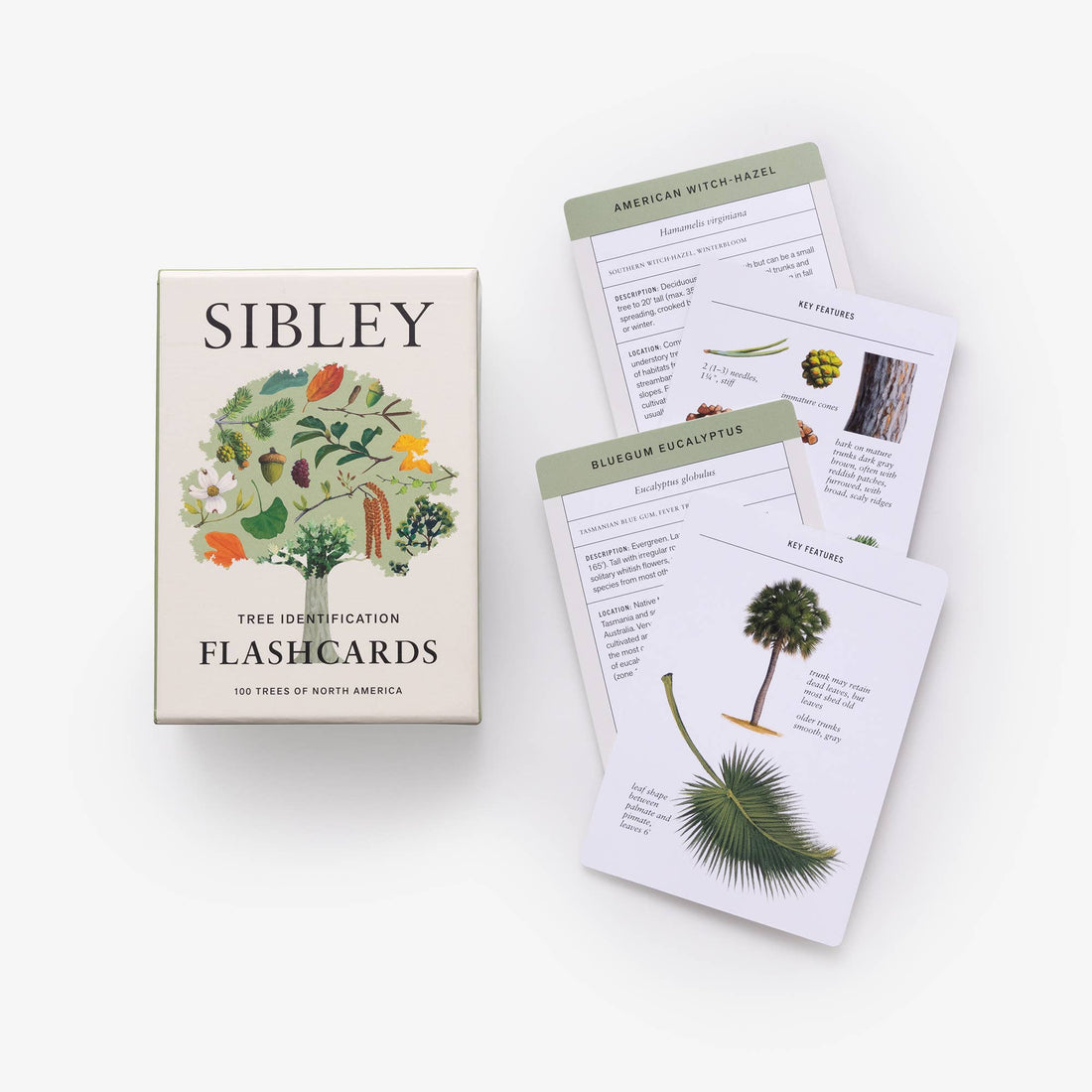 Sibley Tree Identification Flashcards box with two fanned-out laminated cards showing American Witch-Hazel & Bluegum…