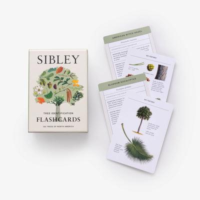 
                    
                      Sibley Tree Identification Flashcards box with two fanned-out laminated cards showing American Witch-Hazel & Bluegum…
                    
                  