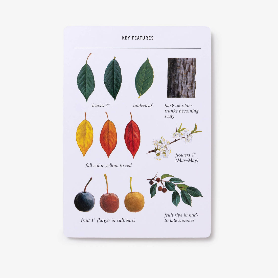 Sibley Tree Identification Flashcards, Key Features card detailing tree leaves (green, fall colors), bark, white flowers,…
