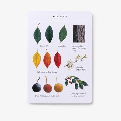 
                    
                      Sibley Tree Identification Flashcards, Key Features card detailing tree leaves (green, fall colors), bark, white flowers,…
                    
                  