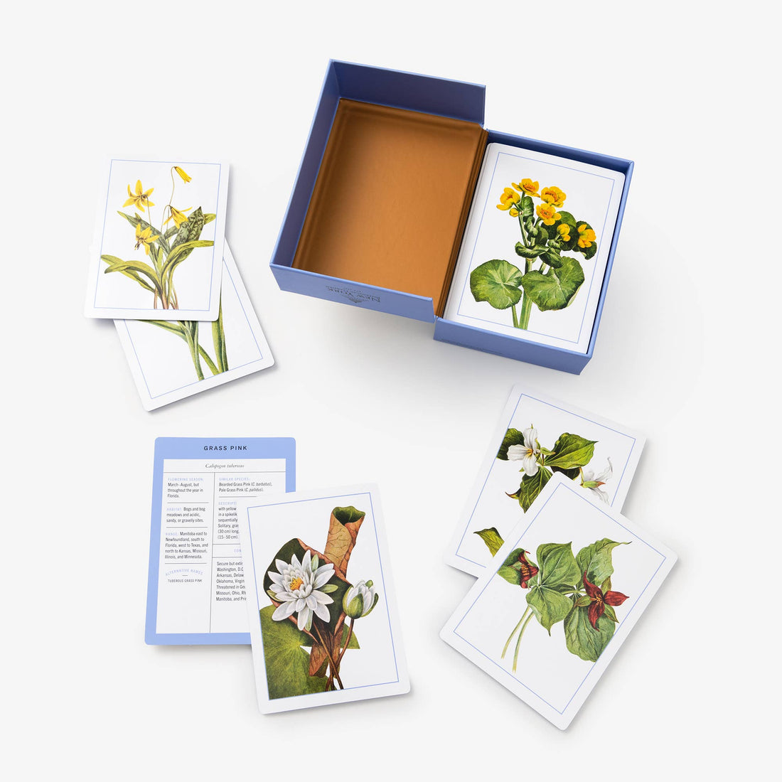 New York Botanical Garden Wildflower ID flashcards, laminated cards fanned around open blue box, showing wildflower…
