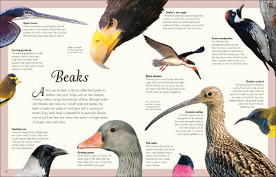 
                    
                      An Anthology of Exquisite Birds children's book, full double-page spread showing diverse bird illustrations and descriptive…
                    
                  