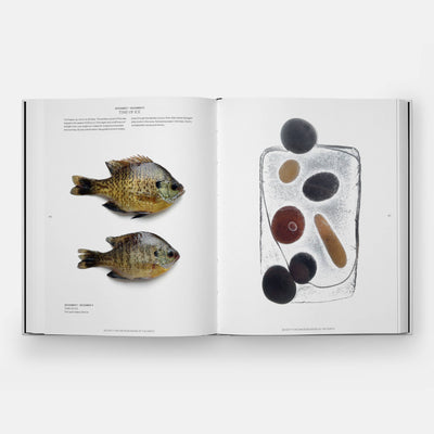 
                    
                      STILL: The Art of Noticing book, open to an inner spread displaying photographs of sunfish and dark stones encased in ice.
                    
                  