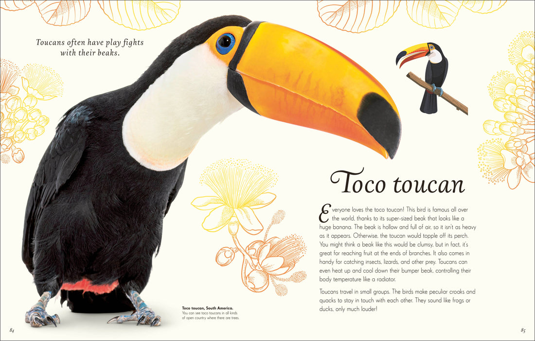 An Anthology of Exquisite Birds children's book, page spread with large Toco toucan, yellow-orange beak, blue eye, text.