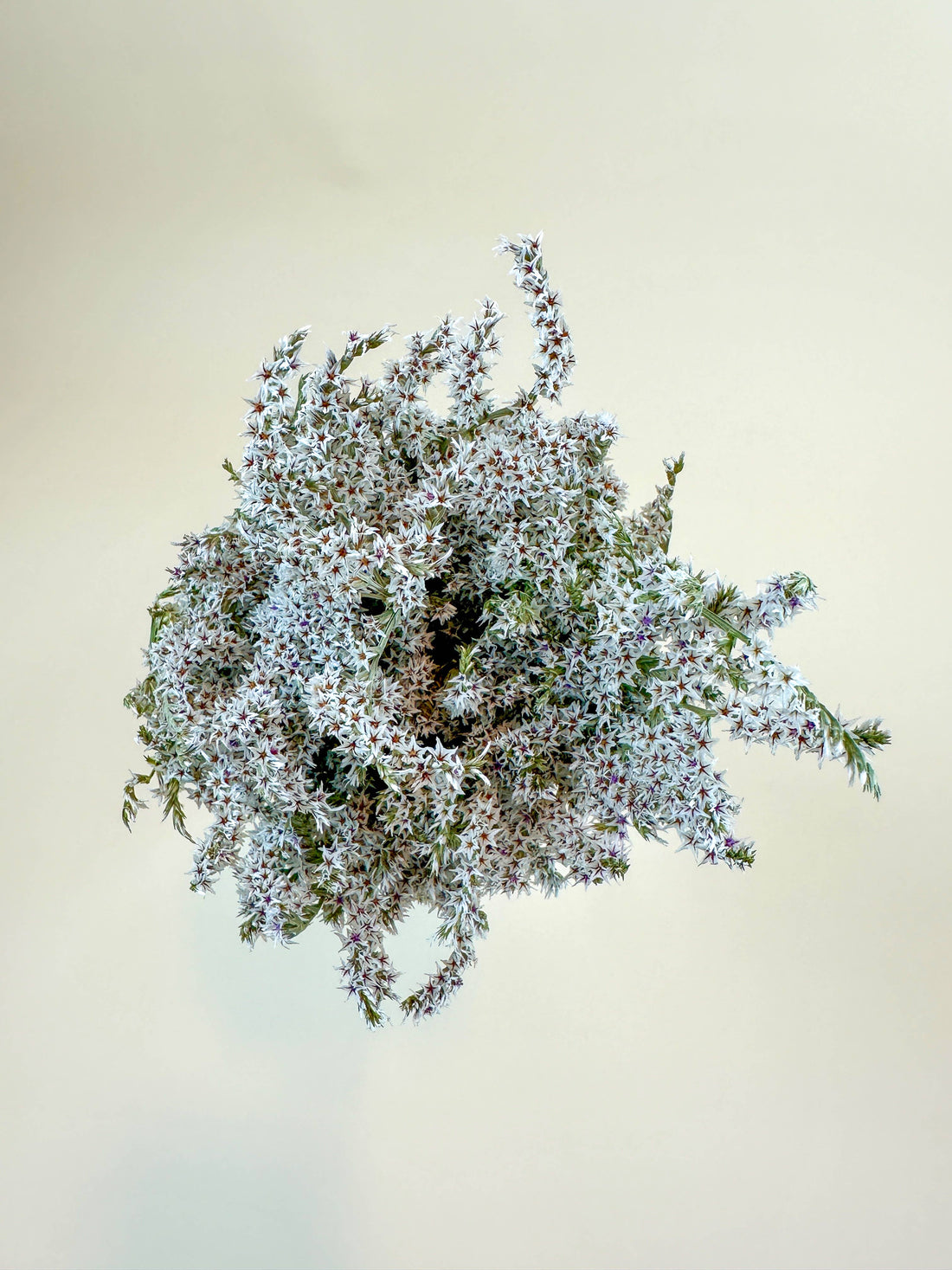 German Statice dried floral bouquet, Natural White, with tiny star-shaped petals and dark centers, overhead view.