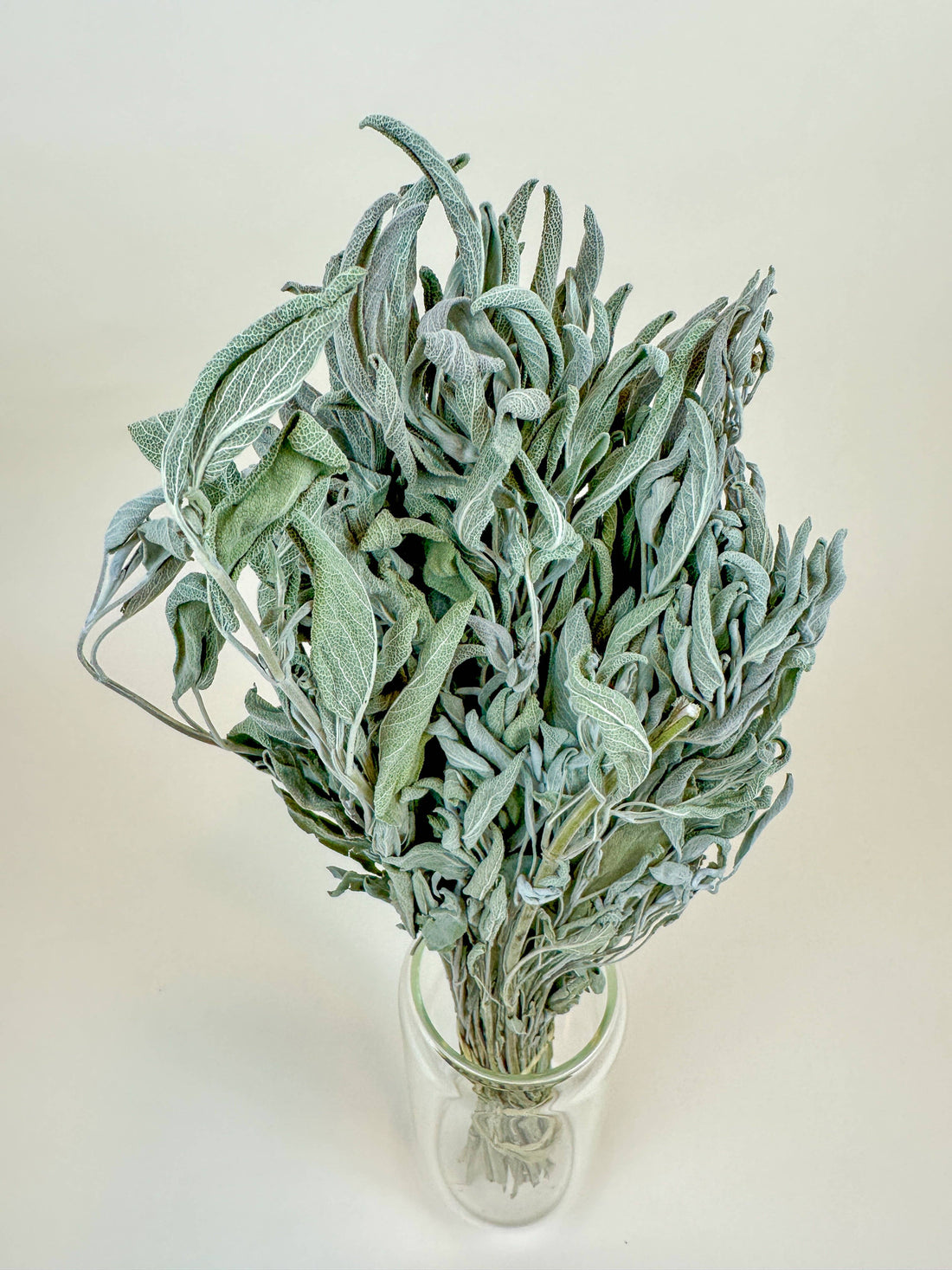 Gray-Green dried sage filler bouquet in clear glass vase, top-down view of fuzzy textured leaves.