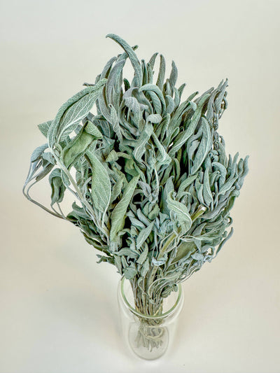 
                    
                      Gray-Green dried sage filler bouquet in clear glass vase, top-down view of fuzzy textured leaves.
                    
                  