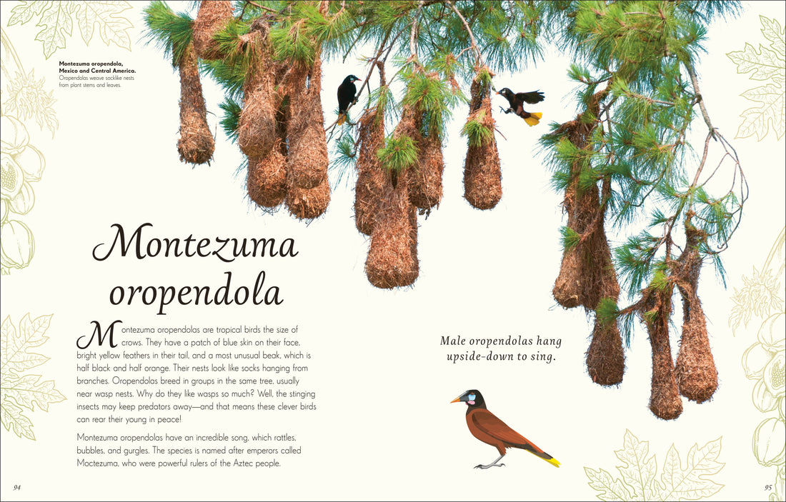 An Anthology of Exquisite Birds children's book, spread 94-95 with Montezuma oropendolas, brown sock nests, green pine…