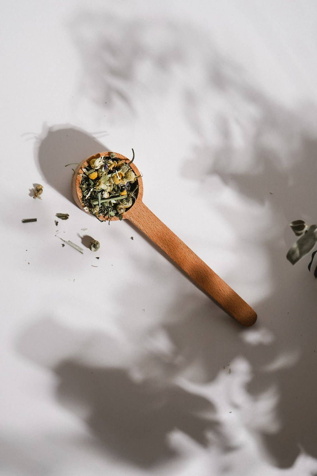 Growing Up Rooted Wooden Tea Scoop, unfinished beechwood, filled with loose leaf chamomile tea, top-down view on white with…