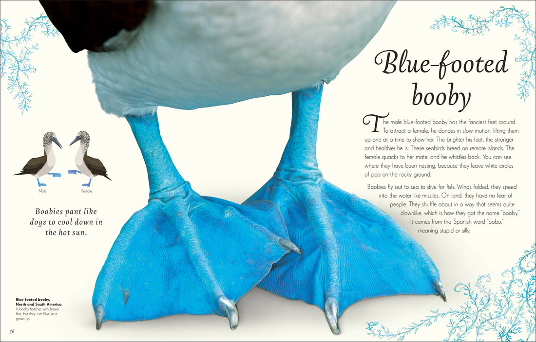 An Anthology of Exquisite Birds children's book, open page showing extreme close-up of blue-footed booby's vibrant blue…