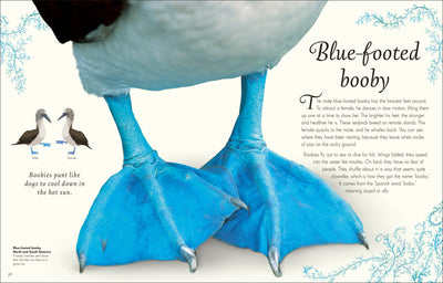 
                    
                      An Anthology of Exquisite Birds children's book, open page showing extreme close-up of blue-footed booby's vibrant blue…
                    
                  