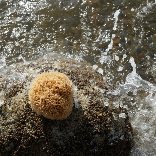 Well Kept Sea Sponge, natural wool, light brown, resting on a barnacle-covered rock with clear water splashing