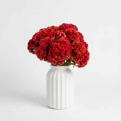 
                    
                      Lovejoy Farms Coxcomb red naturally dried celosia bouquet in a white fluted vase, front view on white.
                    
                  