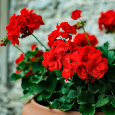 
                    
                      Rose Geranium flowers, vibrant red blooms in a terracotta pot, natural outdoor close-up.
                    
                  