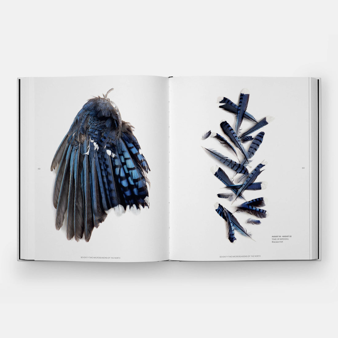 Art book STILL: The Art of Noticing, open to a two-page spread featuring vibrant blue and black blue jay feathers on white…