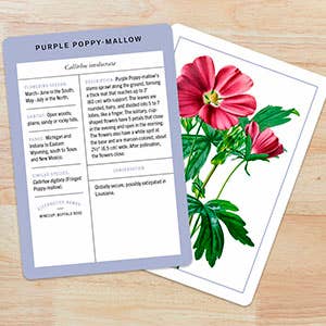 
                    
                      New York Botanical Garden Wildflower ID flashcards, laminated cards detail: Purple Poppy-Mallow text side and pink flower…
                    
                  