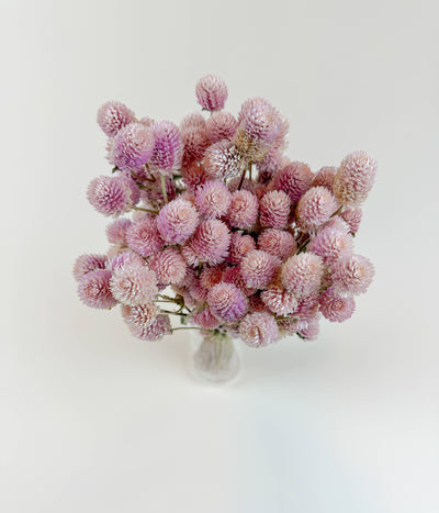 
                    
                      Dried Globe Amaranth – Blush Pink floral bouquet, naturally air dried, overhead view in clear vase on white.
                    
                  