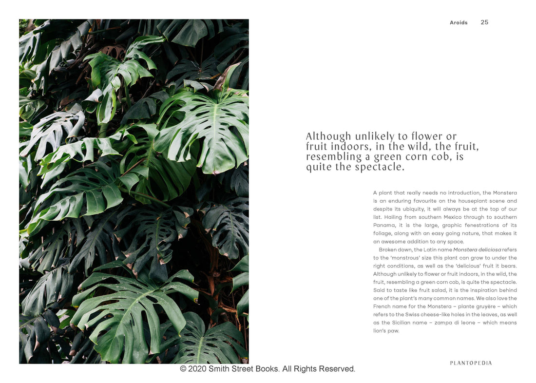 Plantopedia book, full page spread with close-up of dark green Monstera deliciosa leaves and plant description text.