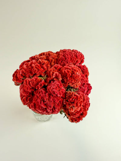 
                    
                      Red naturally dried Coxcomb celosia flowers in a clear vase, angled top-down view showing textured blooms.
                    
                  