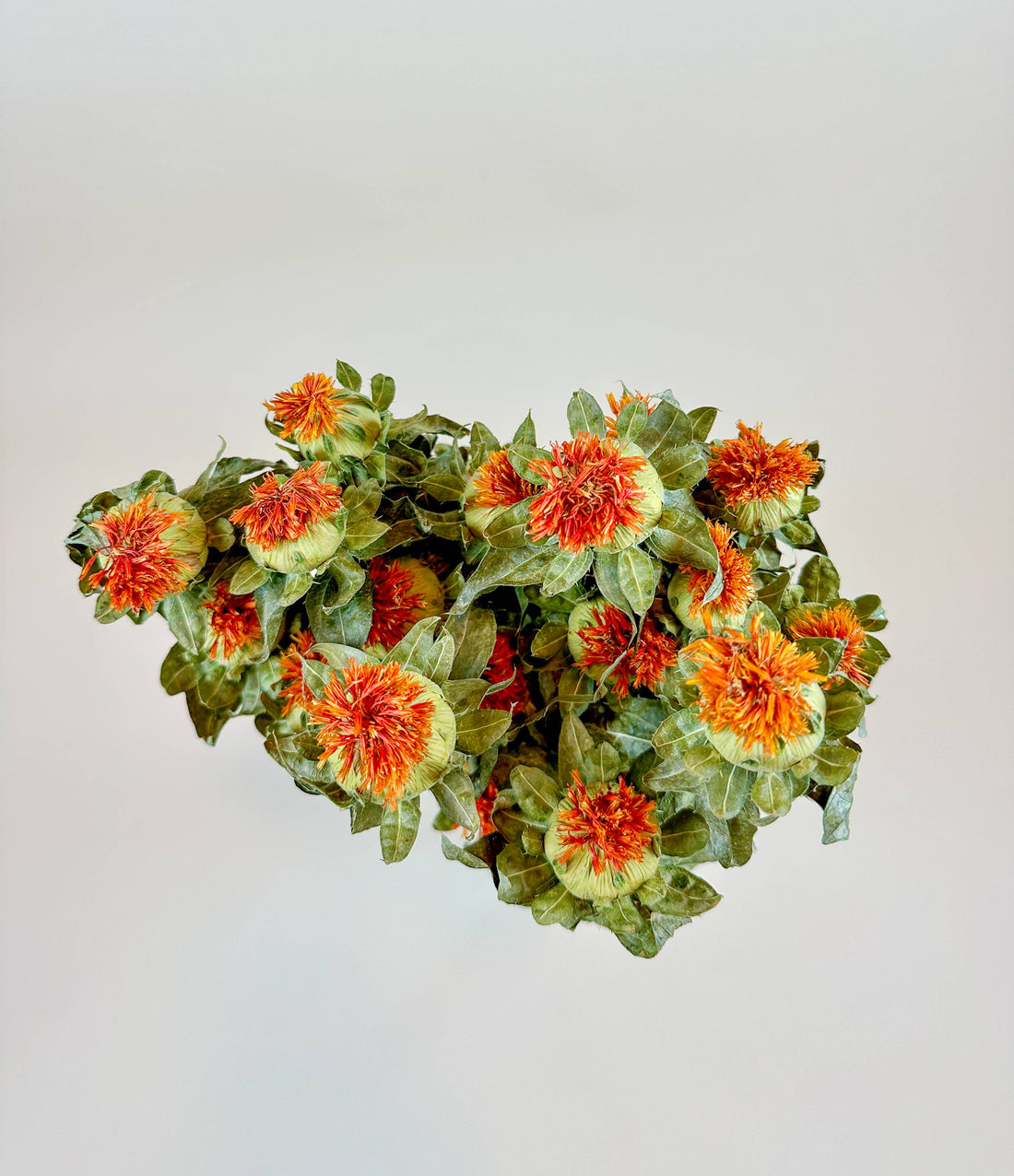 Safflower Orange naturally dried flowers, bright orange blooms and green leaves, full overhead cluster view.