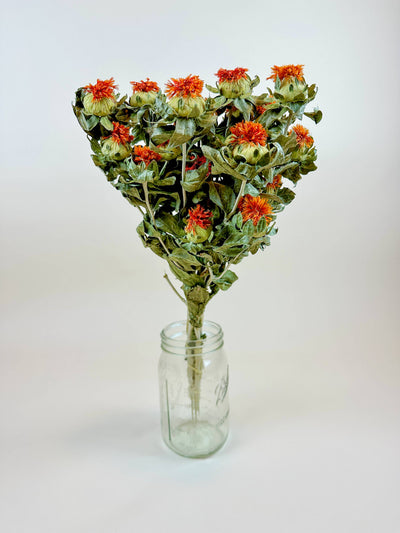 
                    
                      Dried Safflower Orange flowers, full bunch with green leaves and stems in a clear glass mason jar, front view on white.
                    
                  