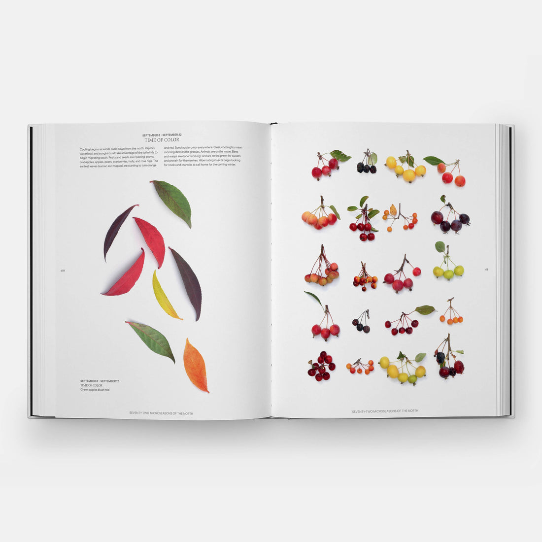 STILL: The Art of Noticing hardcover book, open to pages displaying colorful leaves and berries, flat lay view.