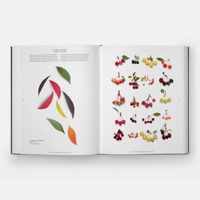 
                    
                      STILL: The Art of Noticing hardcover book, open to pages displaying colorful leaves and berries, flat lay view.
                    
                  