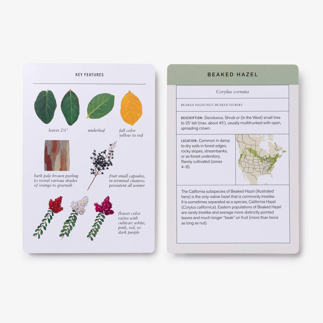 Sibley Tree Flashcards: two cards side-by-side, showing 'Beaked Hazel' details with map, and 'Key Features' plant…