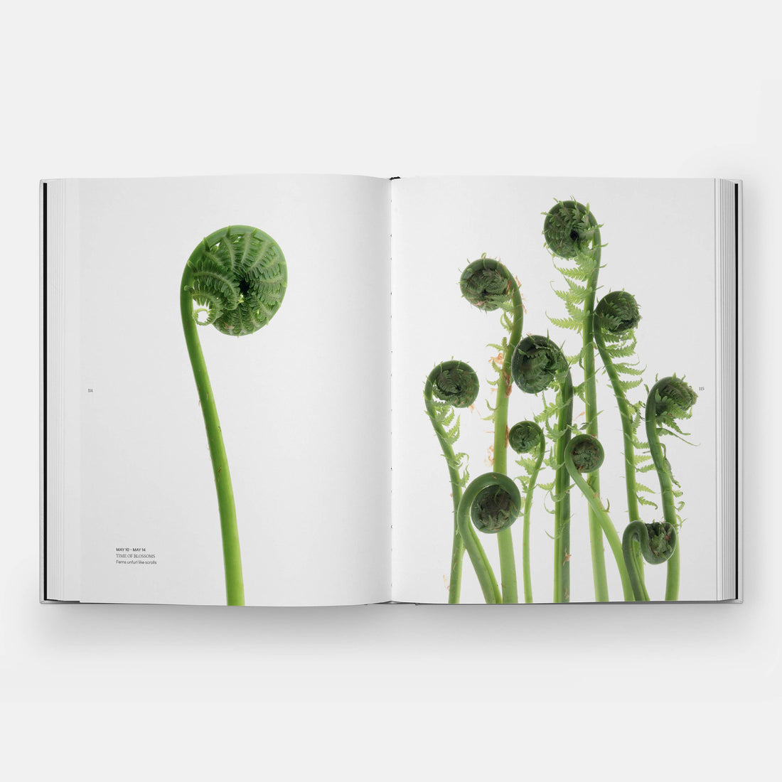 STILL: The Art of Noticing book, open pages display vibrant green unfurling fern frond photographs on a white background.