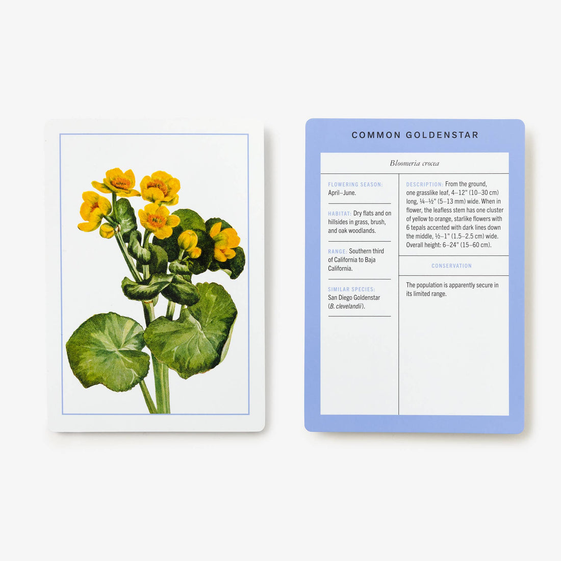 New York Botanical Garden Wildflower ID Flashcards, laminated paper, showing Common Goldenstar illustration next to…