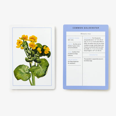
                    
                      New York Botanical Garden Wildflower ID Flashcards, laminated paper, showing Common Goldenstar illustration next to…
                    
                  