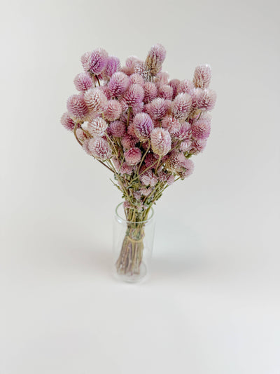 
                    
                      Blush pink Globe Amaranth dried flower bouquet, stems visible in clear glass vase.
                    
                  