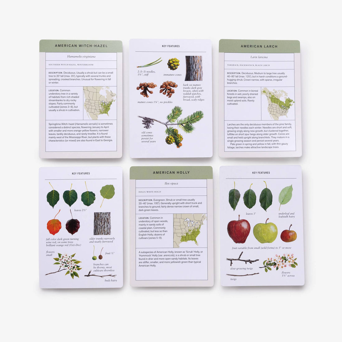 Sibley Tree Identification Flashcards, six laminated cards showing tree species like American Witch-Hazel, Larch, and Holly,…
