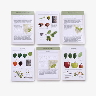 
                    
                      Sibley Tree Identification Flashcards, six laminated cards showing tree species like American Witch-Hazel, Larch, and Holly,…
                    
                  